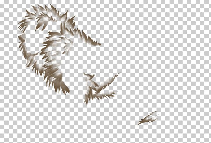 Eagle Beak Feather PNG, Clipart, Animals, Beak, Bird, Bird Of Prey, Eagle Free PNG Download