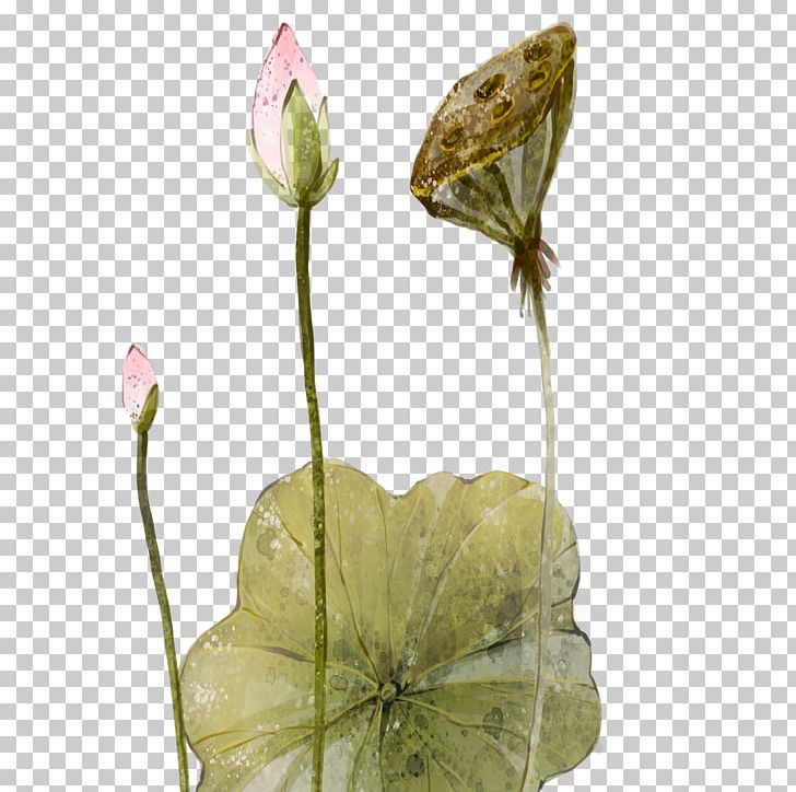 Gongbi Nelumbo Nucifera PNG, Clipart, Bud, Chinese, Chinese New Year, Chinese Style, Decora Free PNG Download