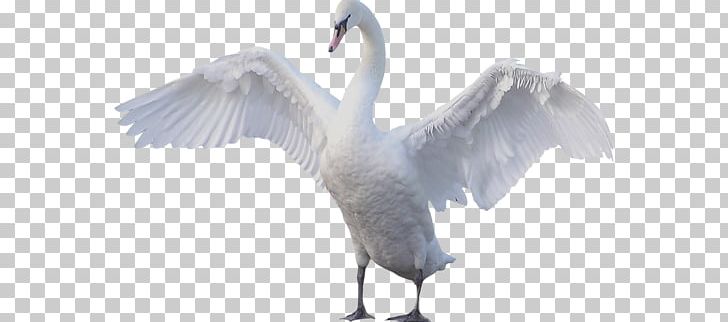 Swan PNG, Clipart, Swan Free PNG Download