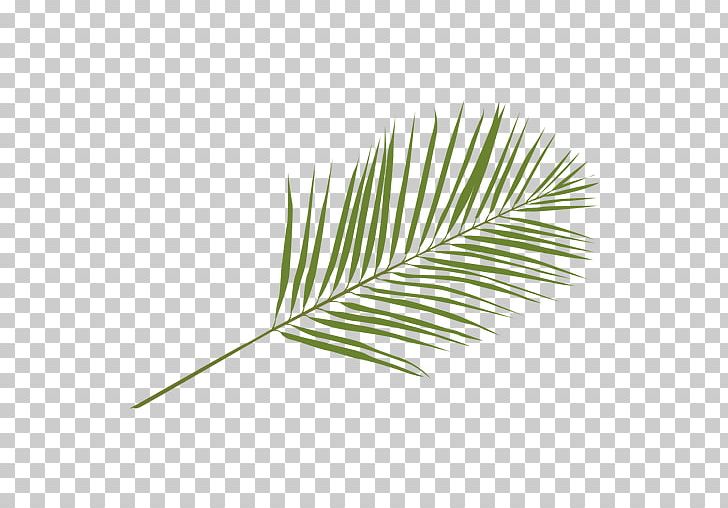 Arecaceae Leaf Palm Branch Areca Palm PNG, Clipart, Animal Jam Clans, Arecaceae, Arecales, Areca Palm, Date Palms Free PNG Download