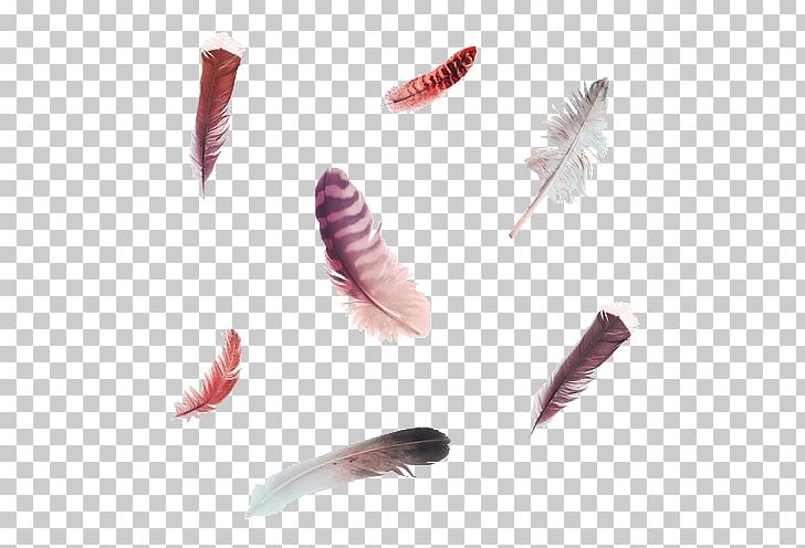 Bird Feather PNG, Clipart, Animals, Bird, Clip Art, Drawing, Eyelash Free PNG Download