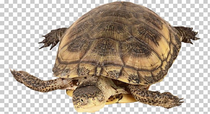 Box Turtles Common Snapping Turtle Reptile Tortoise PNG, Clipart, Amphibian, Animal, Animals, Box Turtle, Box Turtles Free PNG Download