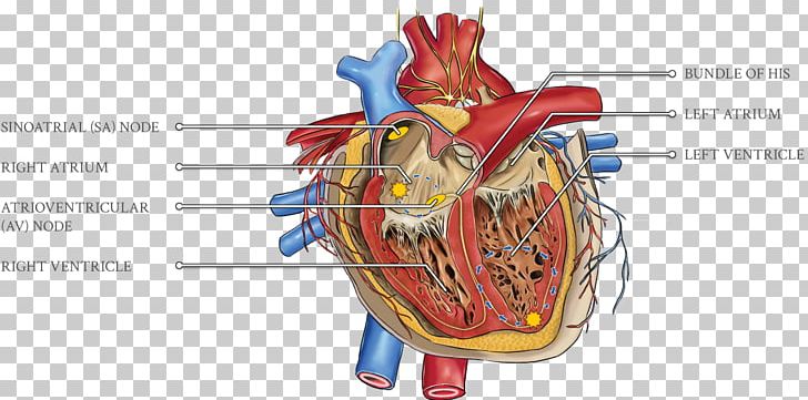 Cardiology Heart Hypercholesterolemia Cardiovascular Disease Cardiac Monitoring PNG, Clipart,  Free PNG Download