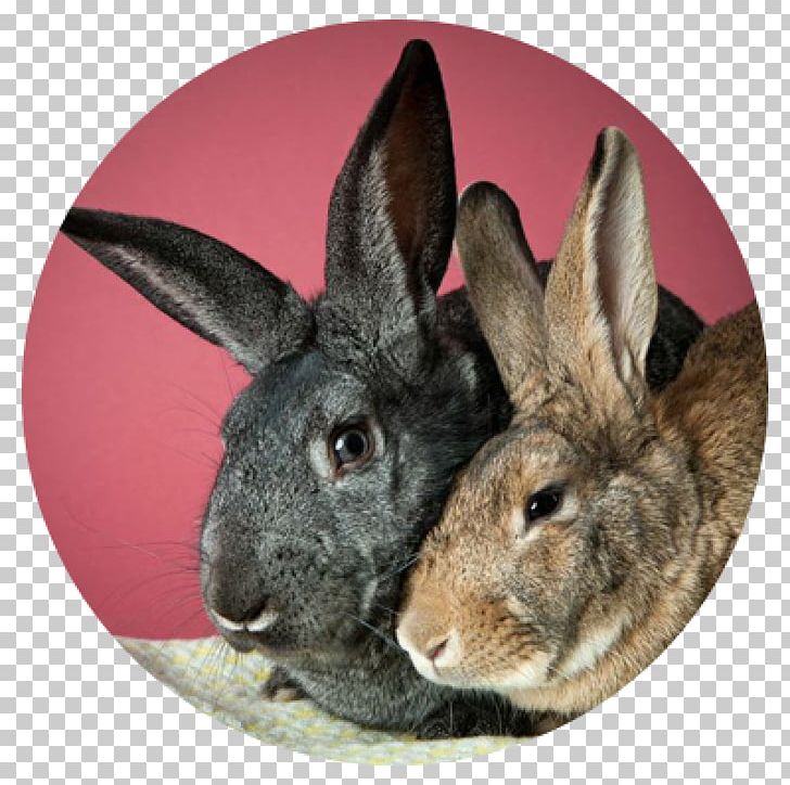 Domestic Rabbit Humane Society Of Chittenden County Pet Adoption Hare PNG, Clipart, Adoption, Animal, Animal Shelter, Burlington, Cat Free PNG Download