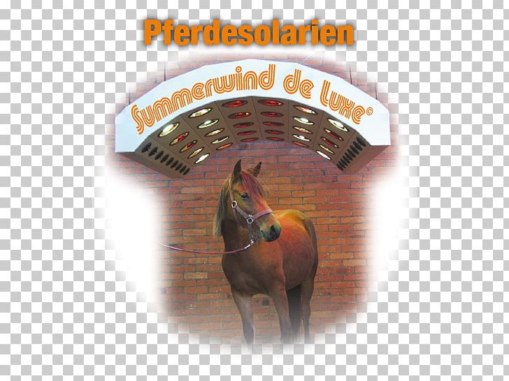 Horse Pferdesolarium Summerwind Pferdesolarien Text Stock Photography PNG, Clipart, Animals, Bridle, Drying, Horse, Horse Like Mammal Free PNG Download