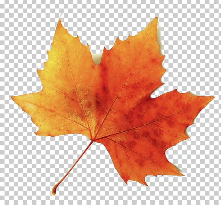Mooresville Mercantile Autumn Leaf Color Autumn Leaf Color Drawing PNG, Clipart, Autumn, Autumn Leaf Color, Chlorophyll, Color, Drawing Free PNG Download