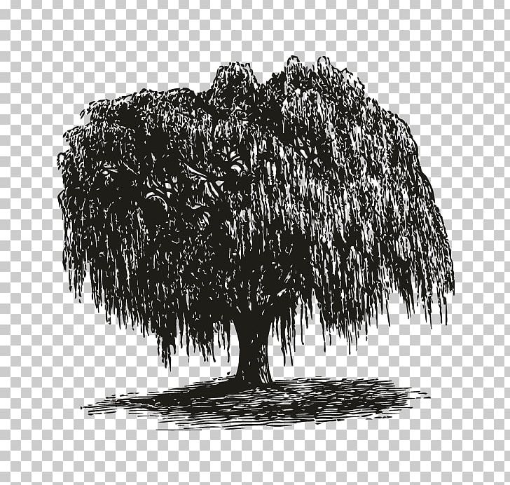 Weeping Willow How To Draw Trees Gift Root PNG, Clipart, Black And White, Branch, Bridegroom, Draw, Drawing Free PNG Download
