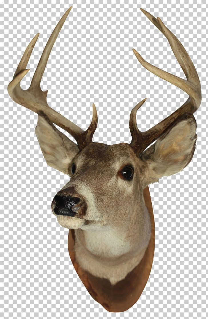 White-tailed Deer Reindeer Elk Moose PNG, Clipart, Animal, Animals, Antler, Bowhunting, Couch Free PNG Download