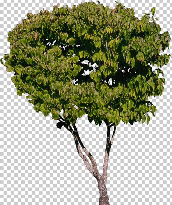 Tree Shrub Plant PNG, Clipart, Branch, Bushes, Fukei, Green, Highdefinition Television Free PNG Download
