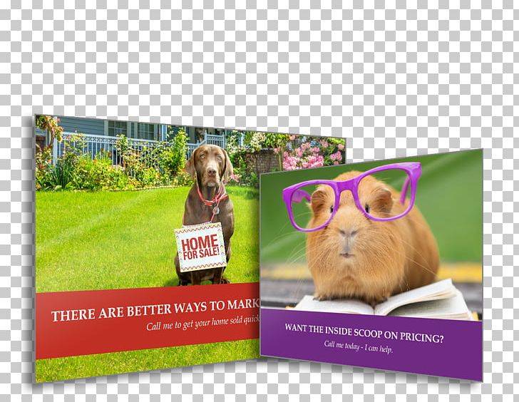 Advertising Brand Brochure PNG, Clipart, Advertising, Brand, Brochure, Grass, Miscellaneous Free PNG Download