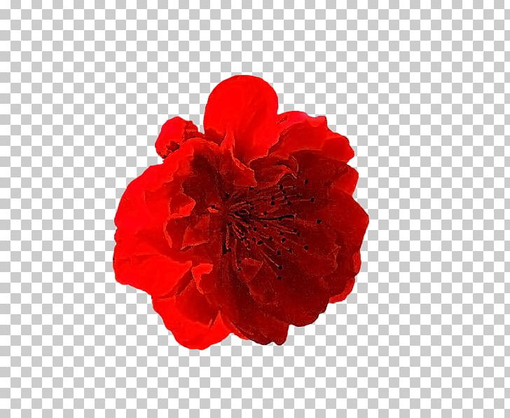 Carnation Cut Flowers Rose Family Petal PNG, Clipart, Angelababy, Carnation, Cut Flowers, Flower, Flowering Plant Free PNG Download