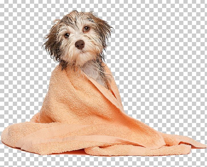 Dog Grooming Pet Cat Dog Bakery PNG, Clipart, Animals, Carnivoran, Cat, Cattery, Companion Dog Free PNG Download