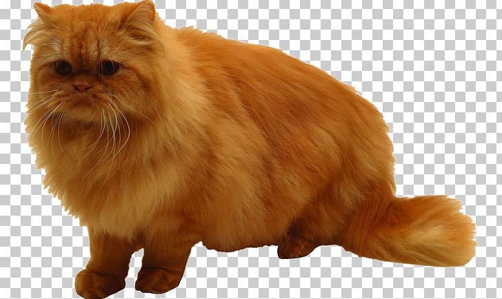 Persian Cat Napoleon Cat British Semi-longhair Whiskers Cymric PNG, Clipart, Animal, Animals, British Semilonghair, British Semi Longhair, Carnivoran Free PNG Download