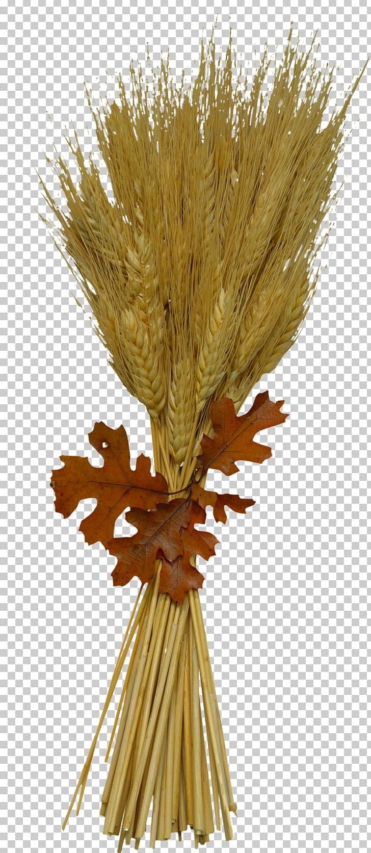 Wheat Ridge Durum Wheat Belly: Lose The Wheat PNG, Clipart, Cereal, Commodity, Digital Media, Download, Durum Free PNG Download