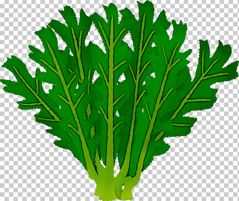 Parsley PNG, Clipart, Biology, Coriander, Herbal Medicine, Leaf, Mtree Free PNG Download