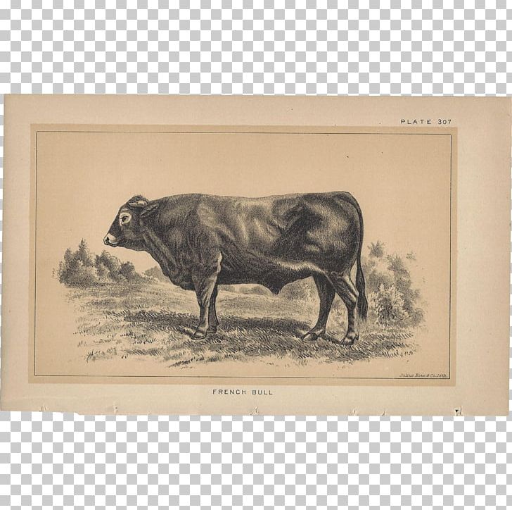 Bull Cattle Ox Pig Frames PNG, Clipart, Animals, Bull, Cattle, Cattle Like Mammal, Cow Goat Family Free PNG Download