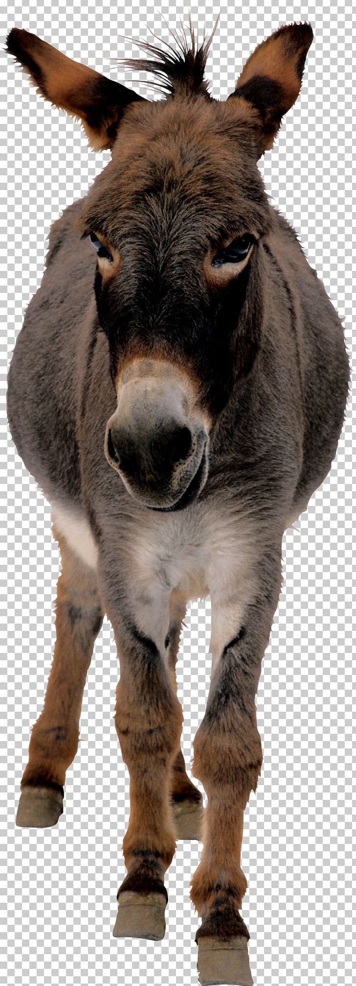 Donkey PNG, Clipart, Donkey Free PNG Download