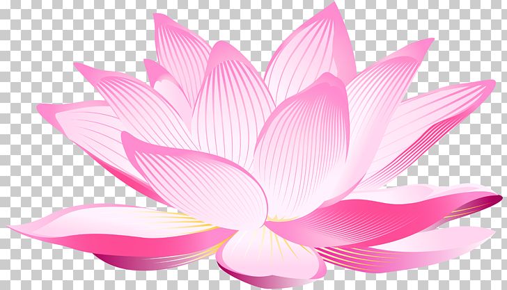Nelumbo Nucifera Pink Petal PNG, Clipart, Aquatic Plant, Aquatic Plants, Clipart, Computer Wallpaper, Desktop Wallpaper Free PNG Download