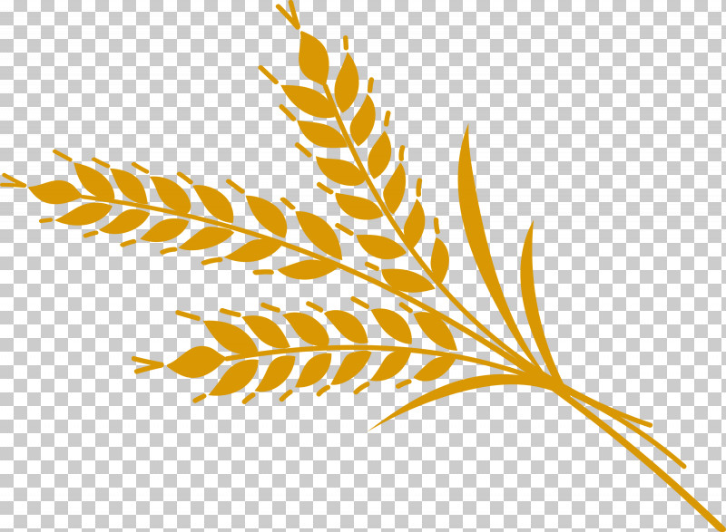 Plant Stem Leaf Grasses Line Meter PNG, Clipart, Biology, Grain, Grasses, Leaf, Line Free PNG Download