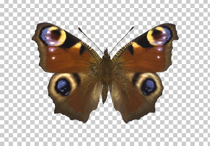 Butterfly Aglais Io Nymphalidae Automeris Io Nymphalis Antiopa PNG, Clipart, Aglais Io, Animals, Arthropod, Automeris Io, Brush Footed Butterfly Free PNG Download