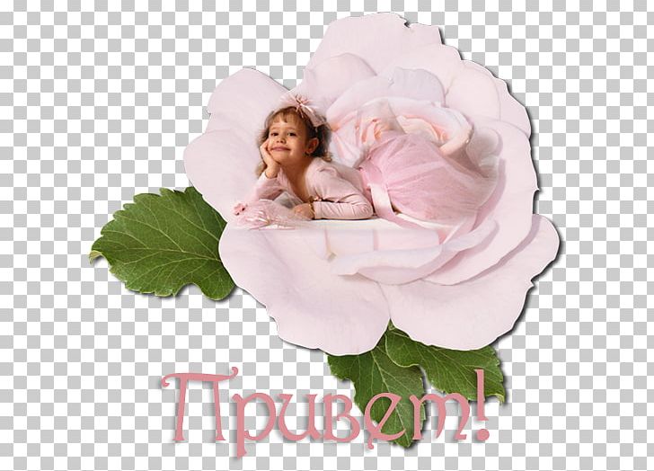 Garden Roses Cabbage Rose Cut Flowers Smile Thought PNG, Clipart, Child Girl, Creation, Cut Flowers, Evil, Fear Free PNG Download