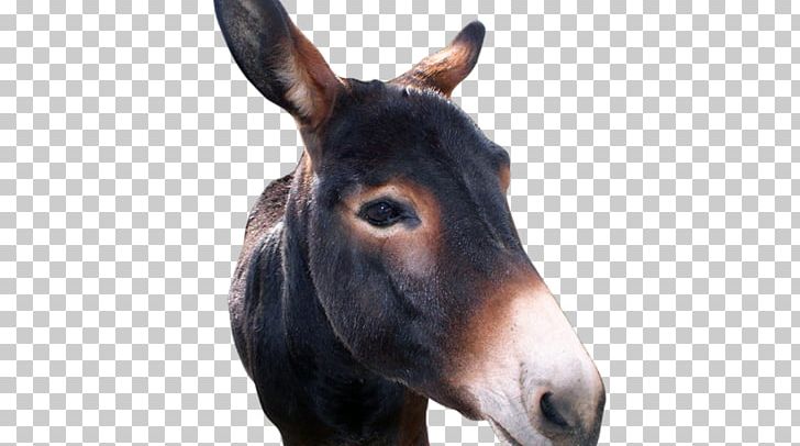 Mule Bad Axe Donkey Horse Mare PNG, Clipart, Animals, Bad Axe, Donkey, Donkeys, Fauna Free PNG Download