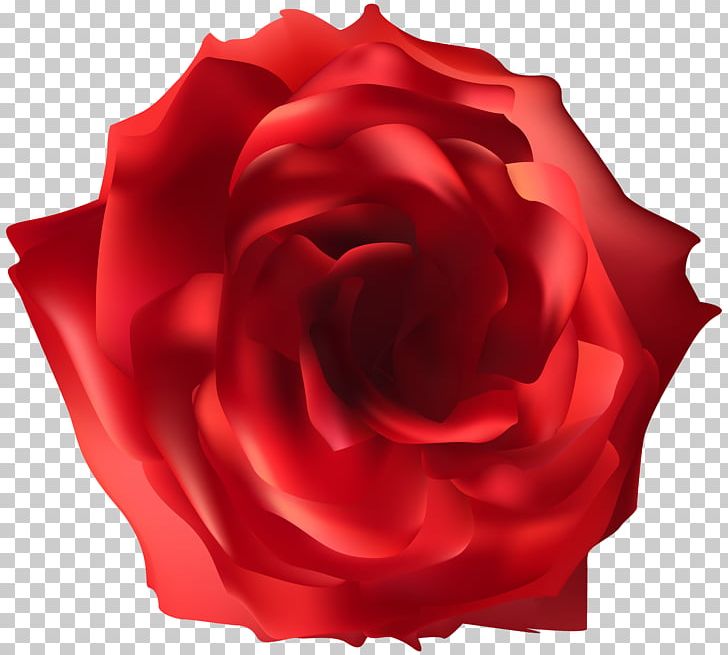 Rose Desktop PNG, Clipart, Blue Rose, China Rose, Closeup, Cut Flowers, Desktop Wallpaper Free PNG Download