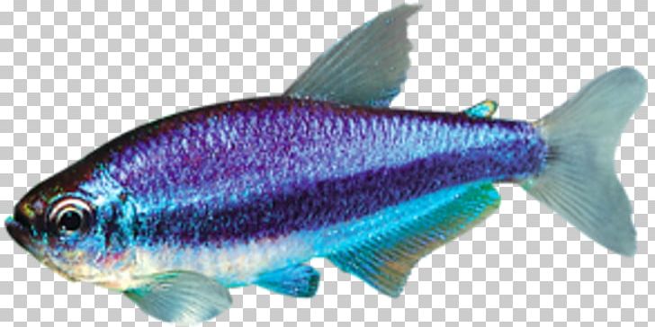 Sardine Marine Biology Milkfish Oily Fish Marine Mammal PNG, Clipart, Biology, Bony Fish, Coral, Coral Reef, Coral Reef Fish Free PNG Download