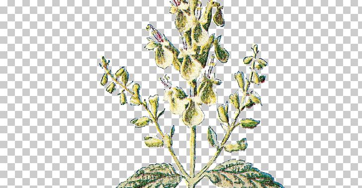 Twig Botany Flower Plant Botanical Illustration PNG, Clipart, Botanical Illustration, Botany, Branch, Cut Flowers, Flora Free PNG Download