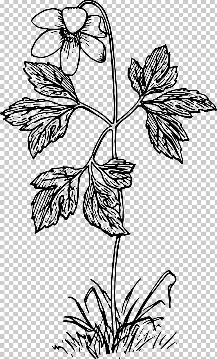 Wood Anemone Canada Anemone Flower Botany Plant PNG, Clipart, Amaryllis, Botany, Branch, Daffodil, Fictional Character Free PNG Download