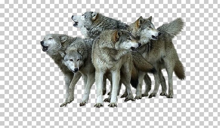 Alaskan Tundra Wolf Coyote PNG, Clipart, Alaskan, Angry Wolf Face, Animals, Black Wolf, Canis Lupus Tundrarum Free PNG Download