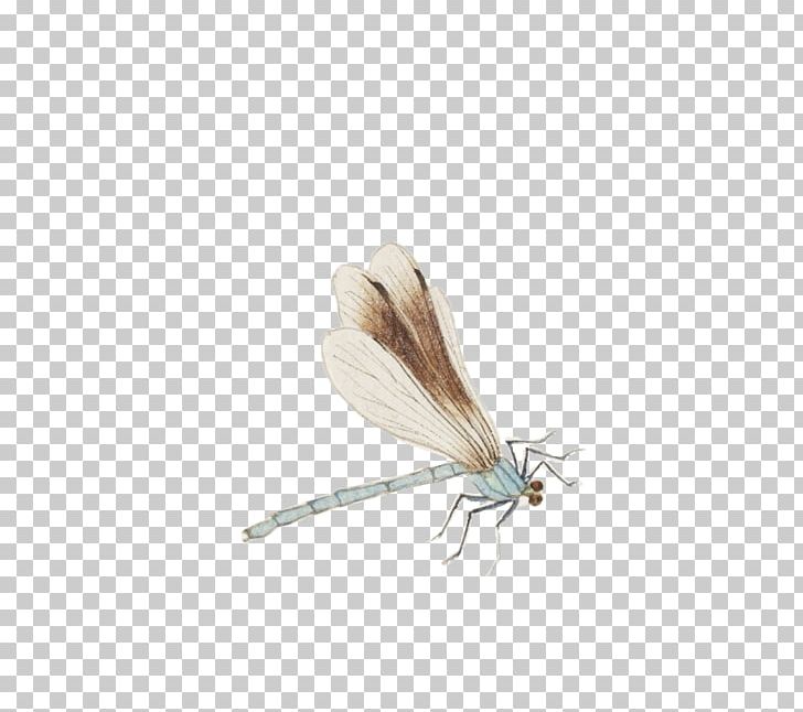 Butterfly Insect Membrane Butterflies And Moths PNG, Clipart, Butterflies And Moths, Dragonfly, Fly, Hand, Hand Drawing Free PNG Download