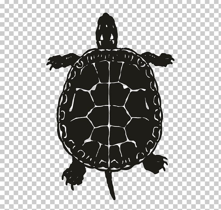 Green Sea Turtle Reptile PNG, Clipart, Animals, Black And White, Box Turtles, Common Snapping Turtle, Emydidae Free PNG Download