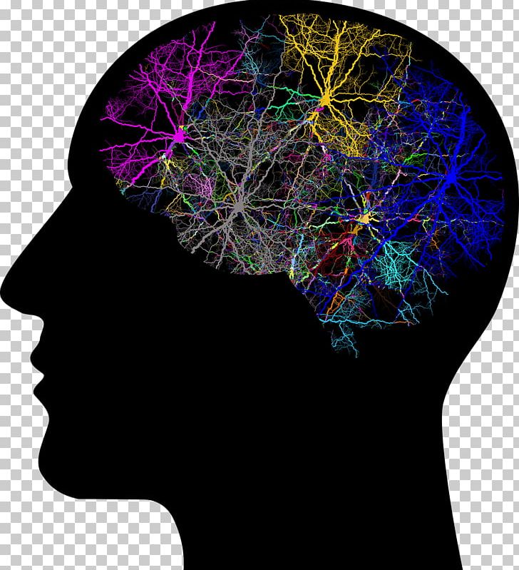 Human Brain Human Head Transcranial Magnetic Stimulation PNG, Clipart, Axon, Brain, Brain Tumor, Head, Human Body Free PNG Download