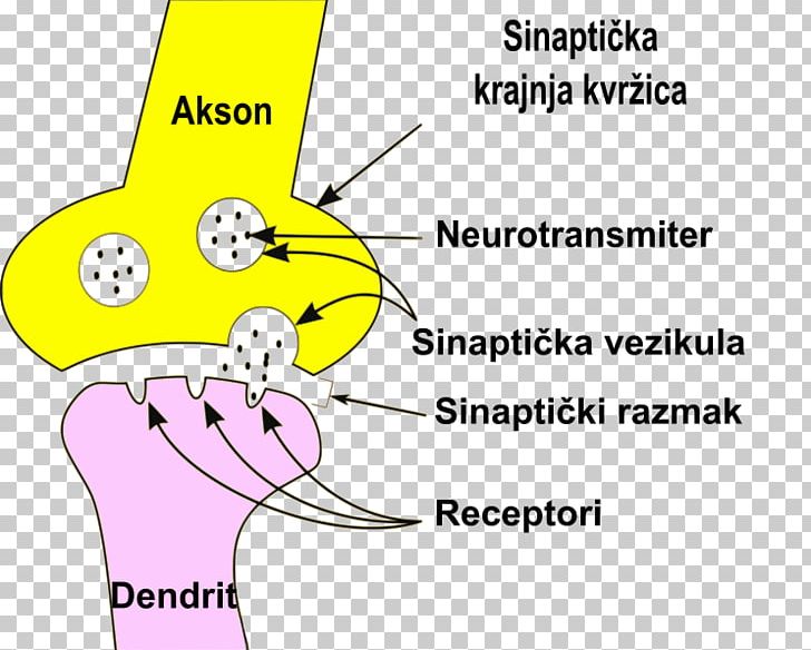 Neuron Saltatory Conduction Synapse Dendrite Axon PNG, Clipart, Angle, Area, Axon, Cartoon, Circle Free PNG Download