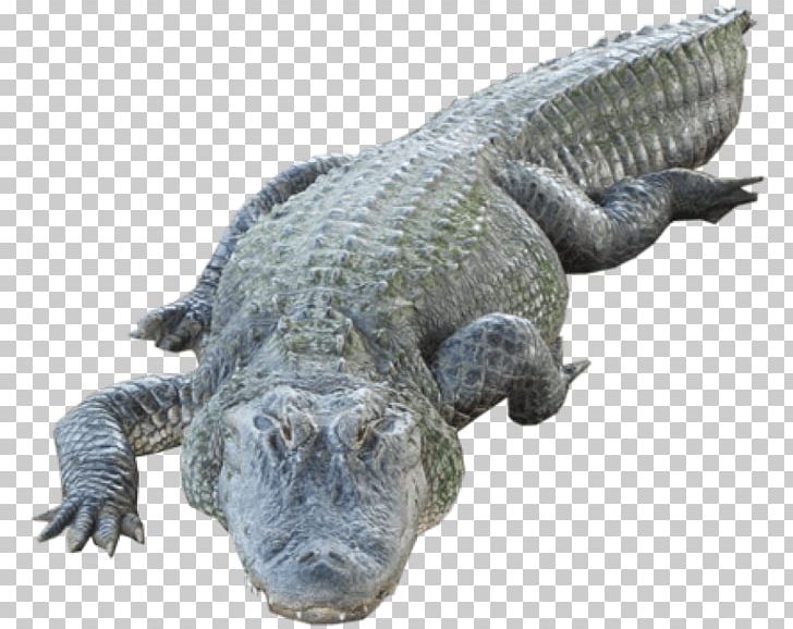 American Alligator Nile Crocodile Portable Network Graphics PNG, Clipart, Alligator, Alligators, American Alligator, Animal, Animals Free PNG Download