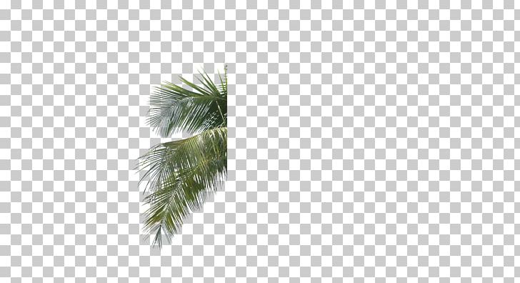 Arecaceae Palm Branch Leaf Tree Areca Palm PNG, Clipart, Arecaceae, Arecales, Areca Palm, Borassus Flabellifer, Coconut Free PNG Download