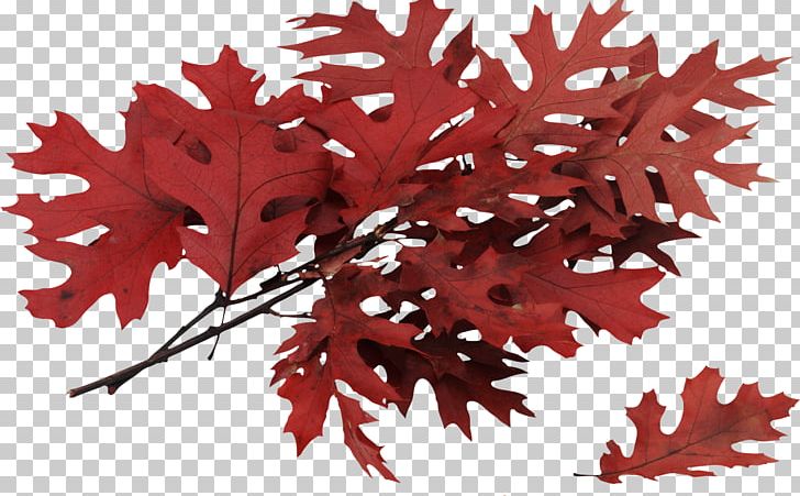 Autumn Leaves Leaf Tree Northern Red Oak PNG, Clipart, 711, Autumn, Autumn Leaves, Branch, Dogwood Free PNG Download