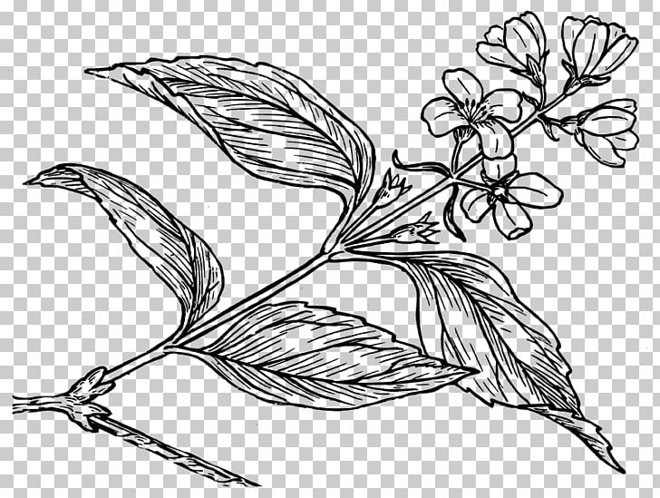 Drawing Botany Flower Common Lilac PNG, Clipart, Art, Artwork, Beak, Bird, Black And White Free PNG Download