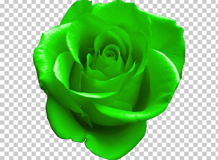 GIF Rose Green PNG, Clipart, Animated Film, Black Rose, Blingee, Blue, Color Free PNG Download