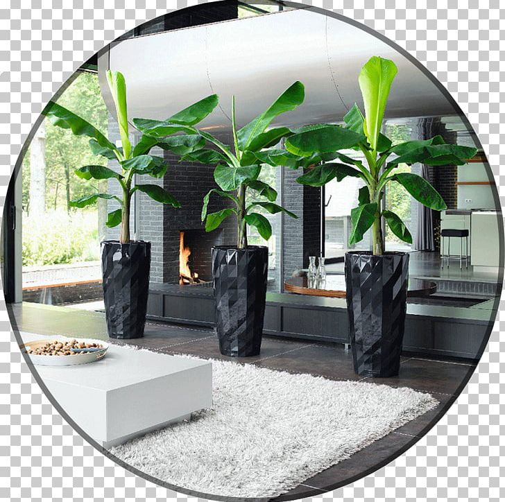 Houseplant Dwarf Cavendish Banana Garden PNG, Clipart, Banana, Burning Bush, Cavendish Banana, Dwarf Cavendish Banana, Flowerpot Free PNG Download