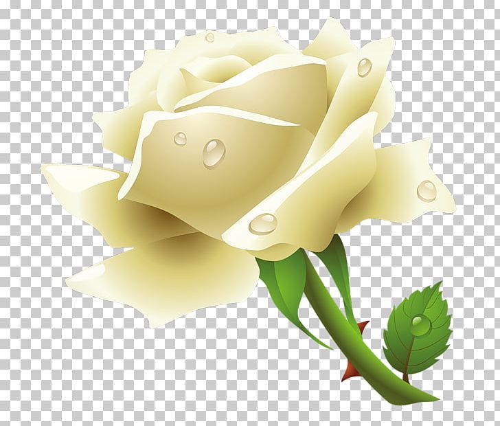 Rose White PNG, Clipart, Blog, Bud, Closeup, Computer Icons, Computer Wallpaper Free PNG Download