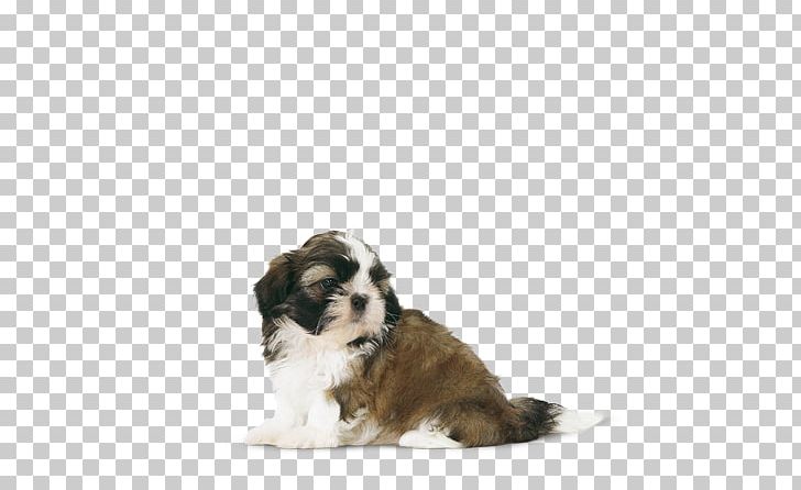 Cavachon Shih Tzu Puppy Tibetan Terrier Havanese Dog PNG, Clipart, Bulldog, Carnivoran, Cavachon, Companion Dog, Dog Free PNG Download
