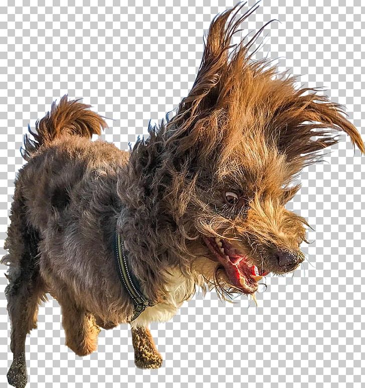 Comedy Wildlife Photography Awards Photographer PNG, Clipart, Australian Silky Terrier, Carnivoran, Companion Dog, Dog Breed, Dog Like Mammal Free PNG Download