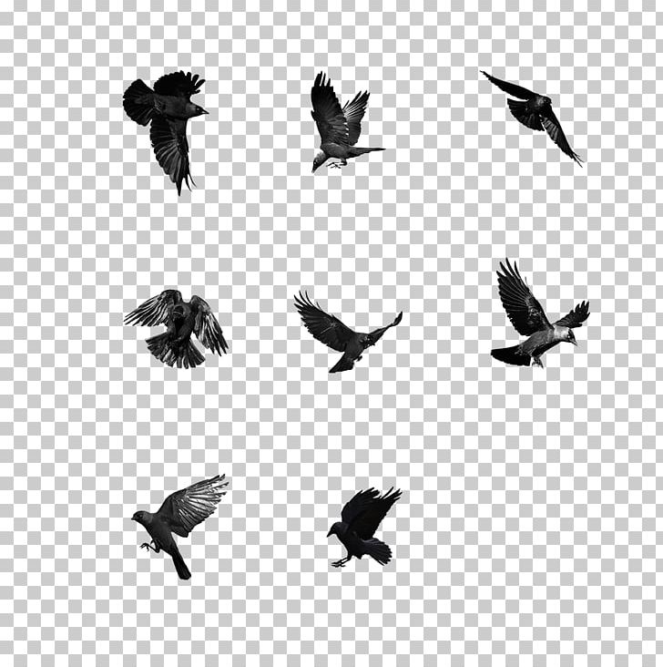 Eagle Computer File PNG, Clipart, Adobe Illustrator, Animals, Asuka, Bald Eagle, Beak Free PNG Download