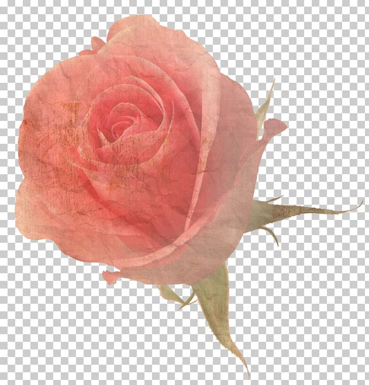 Flower Rose Stock Photography PNG, Clipart, Desktop Wallpaper, Floribunda, Flower, Flowering Plant, Garden Roses Free PNG Download