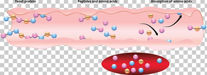 Selenomethionine Selenium Animal Nutrition Sodium Selenite Amyloid Beta PNG, Clipart, Amino Acid, Amyloid Beta, Amyloid Precursor Protein, Animal Nutrition, Antioxidant Free PNG Download