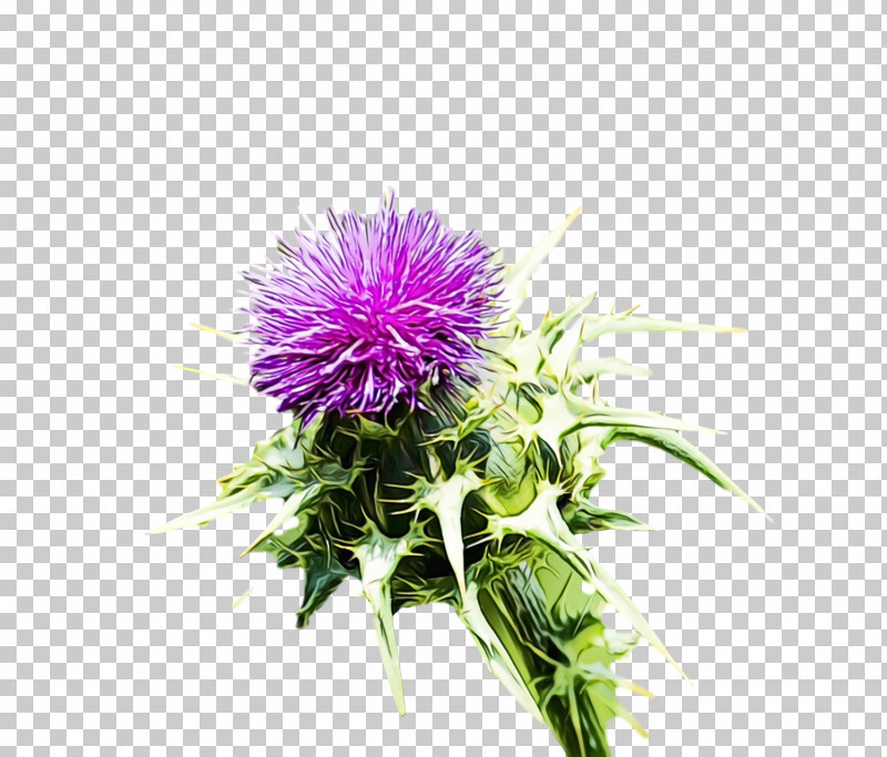 Cardoon Greater Burdock Milk Thistle Purple Thistle PNG, Clipart, Burdock, Cardoon, Greater Burdock, Milk Thistle, Paint Free PNG Download