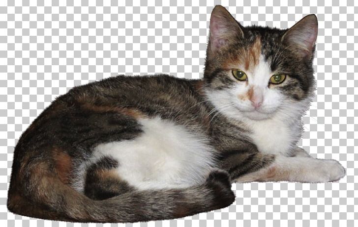 American Wirehair European Shorthair American Shorthair Manx Cat