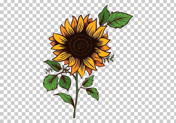 Common Sunflower Drawing PNG, Clipart, Animation, Cartoon, Clip Art, Common  Sunflower, Computer Icons Free PNG Download
